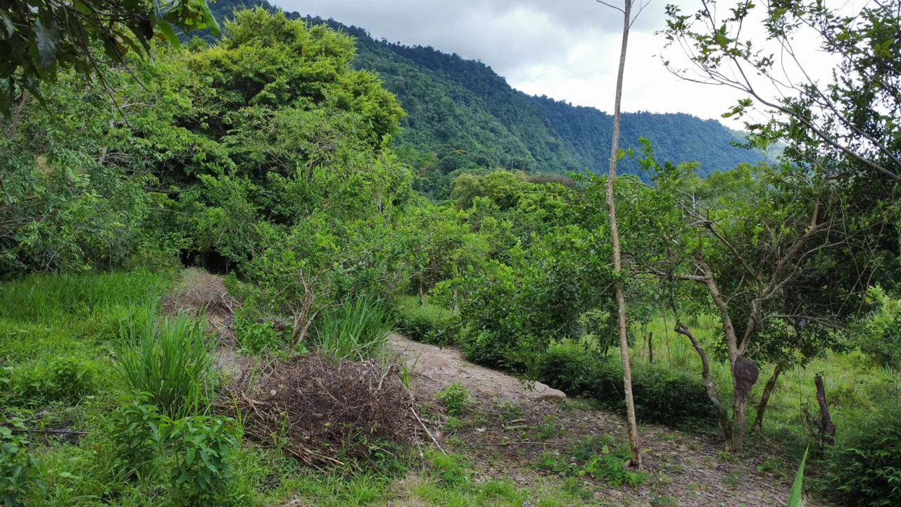 ABSOLUTELY FLAT JUNGLE LOT WITH MOUNTAIN VIEWS – DIAMANTE VALLEY – 2.48 ACRES, photo 21