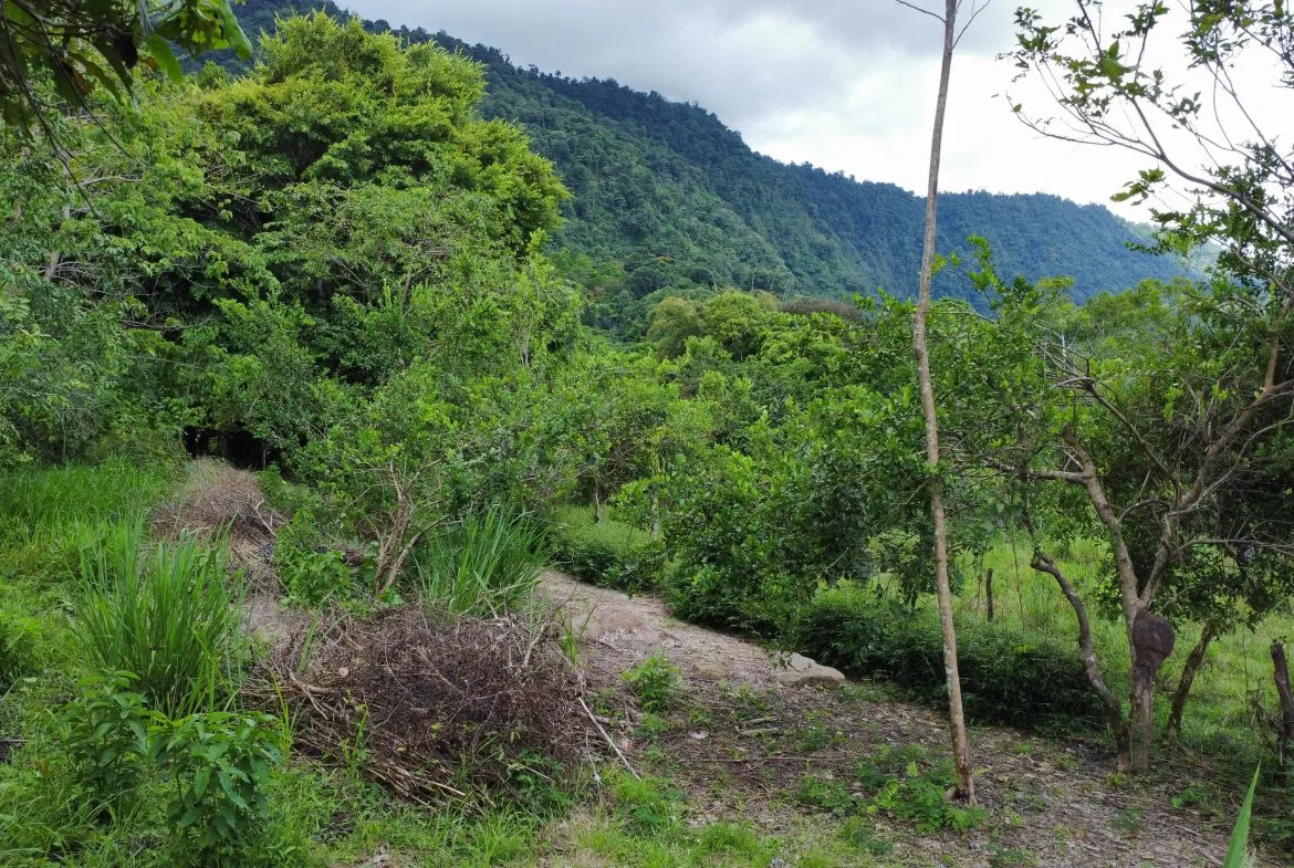 ABSOLUTELY FLAT JUNGLE LOT WITH MOUNTAIN VIEWS – DIAMANTE VALLEY – 2.48 ACRES, photo 22