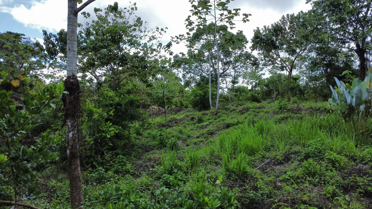ABSOLUTELY FLAT JUNGLE LOT WITH MOUNTAIN VIEWS – DIAMANTE VALLEY – 2.48 ACRES, photo 23