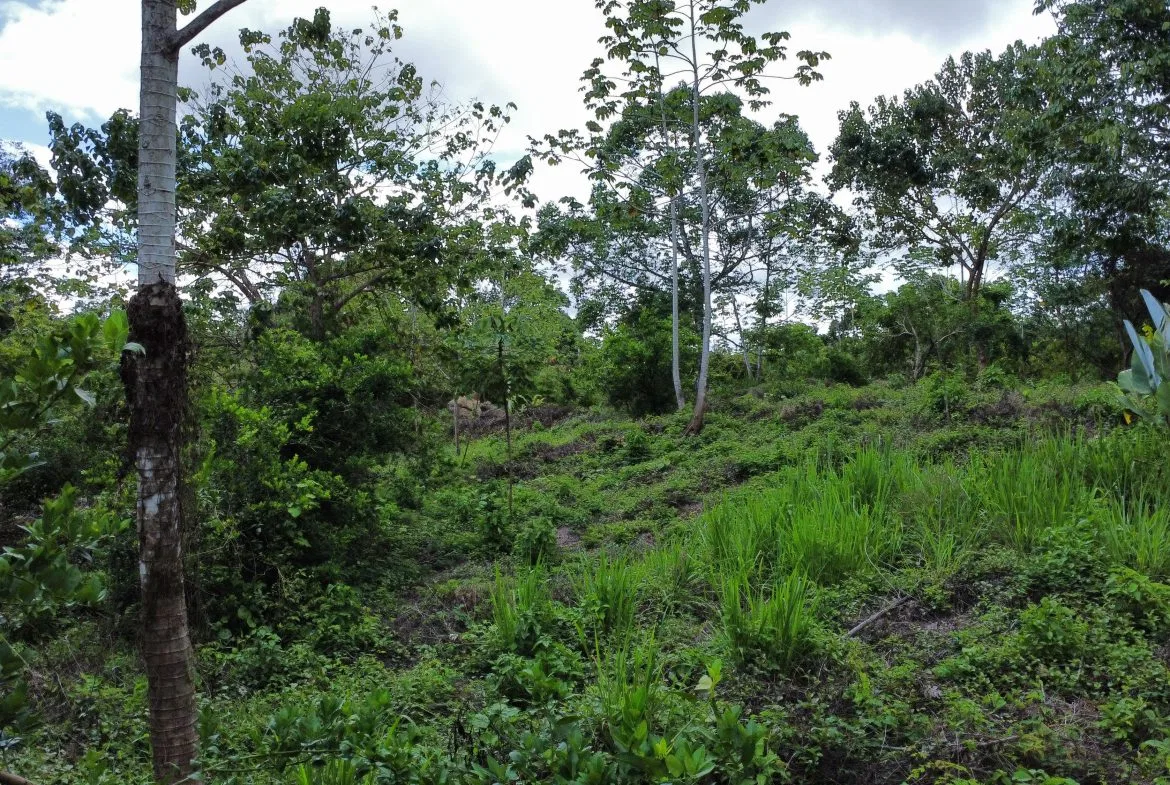 ABSOLUTELY FLAT JUNGLE LOT WITH MOUNTAIN VIEWS – DIAMANTE VALLEY – 2.48 ACRES, photo 24