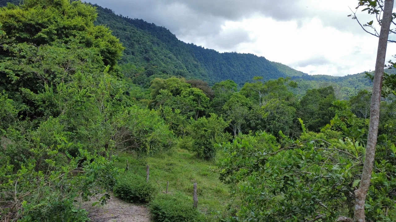ABSOLUTELY FLAT JUNGLE LOT WITH MOUNTAIN VIEWS – DIAMANTE VALLEY – 2.48 ACRES, photo 9