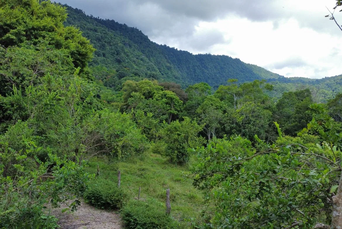 ABSOLUTELY FLAT JUNGLE LOT WITH MOUNTAIN VIEWS – DIAMANTE VALLEY – 2.48 ACRES, photo 10