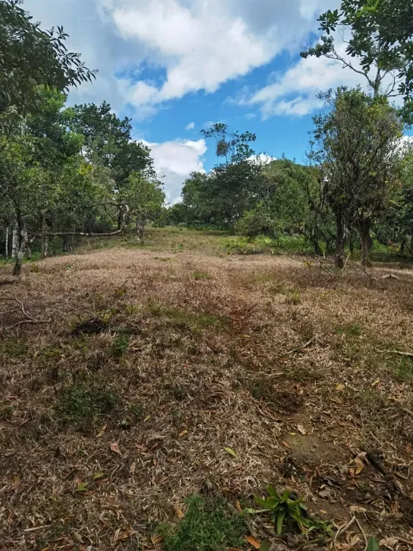 FINCA EN VENTA. 7,8 HECT. PLANA. RIO. DOS RIOS UPALA, photo 2