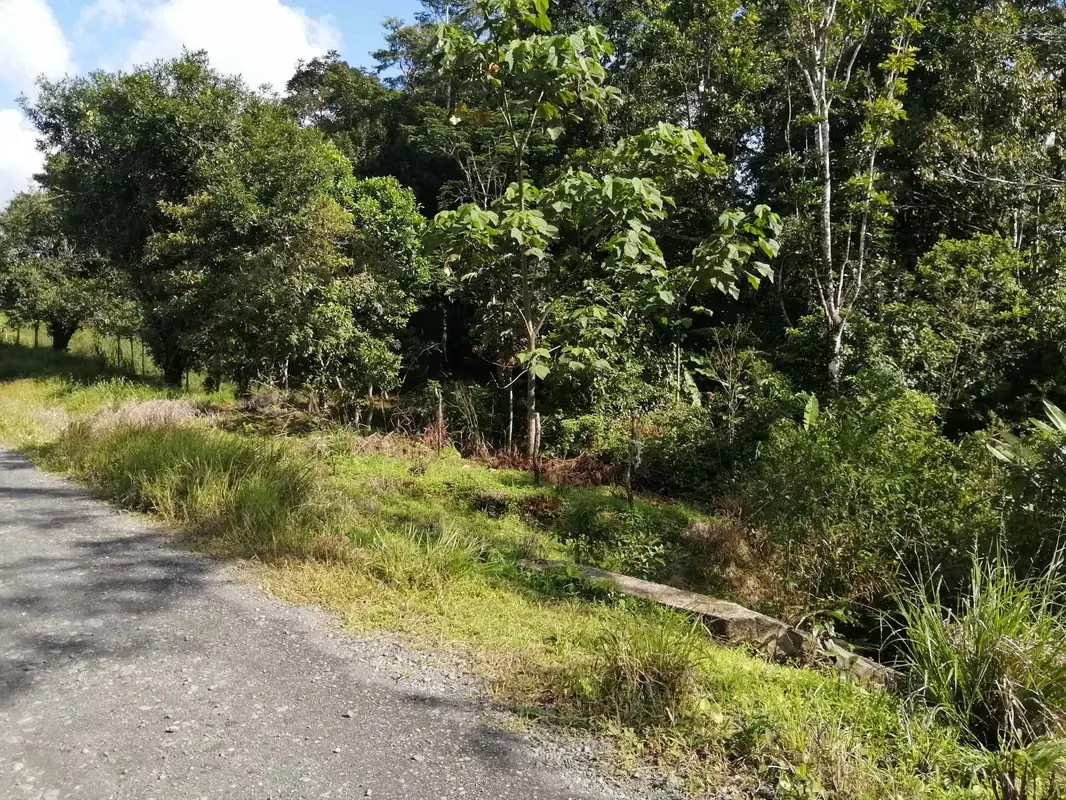 FINCA EN VENTA. 7,8 HECT. PLANA. RIO. DOS RIOS UPALA, photo 12