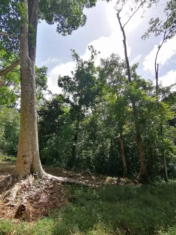 FINCA EN VENTA. 7,8 HECT. PLANA. RIO. DOS RIOS UPALA, photo 8
