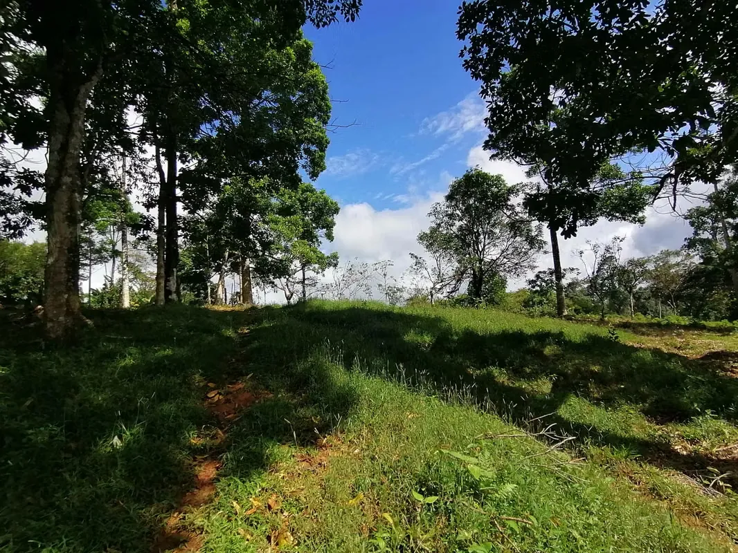 FINCA EN VENTA. 7,8 HECT. PLANA. RIO. DOS RIOS UPALA, photo 9