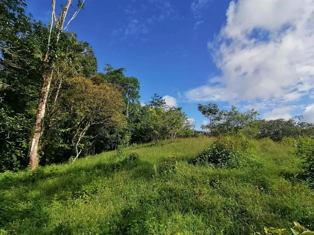 FINCA EN VENTA. 7,8 HECT. PLANA. RIO. DOS RIOS UPALA, photo 10