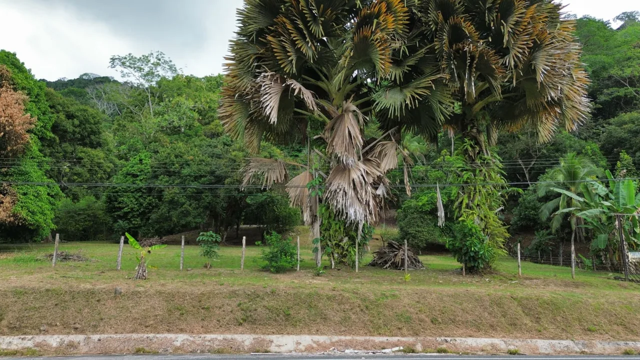 Strategic Investment in Purruja: 45 Acres with Ocean Views, photo 11