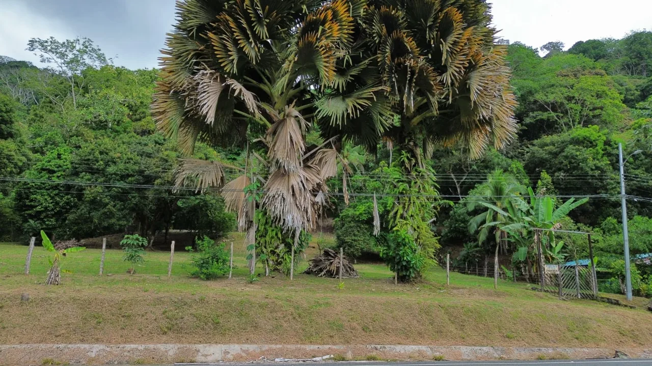 Strategic Investment in Purruja: 45 Acres with Ocean Views, photo 12