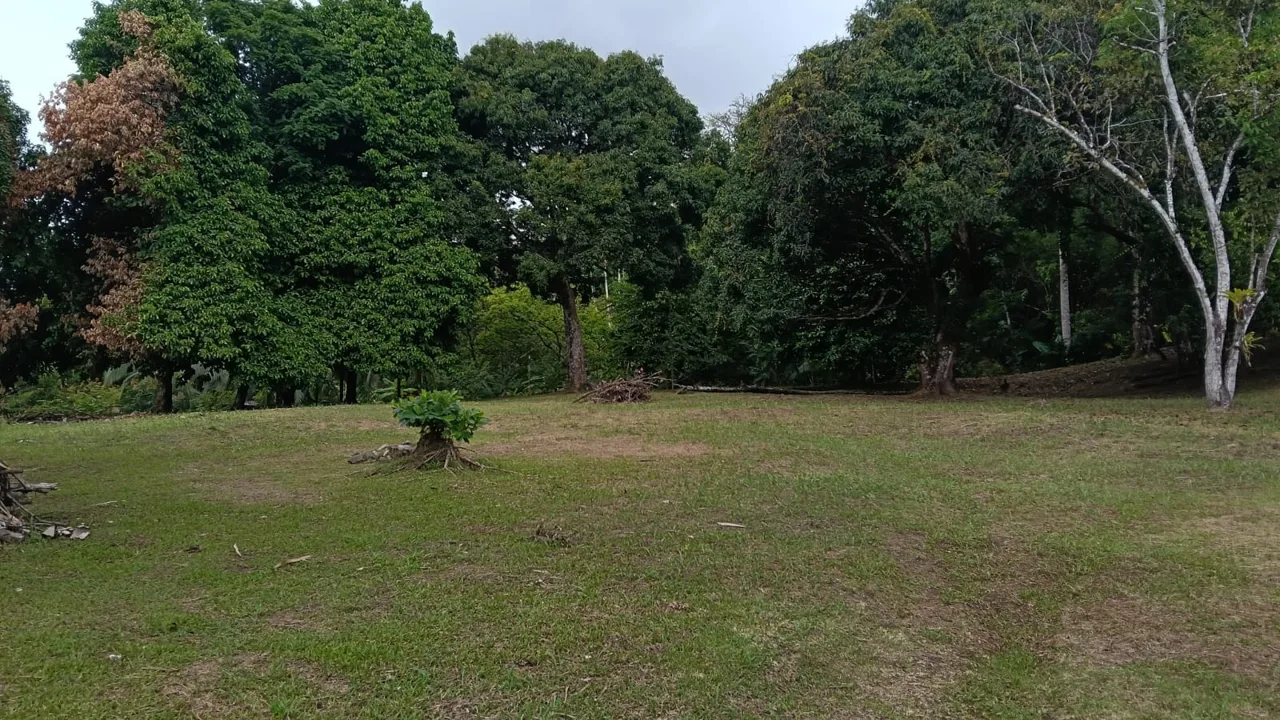 Strategic Investment in Purruja: 45 Acres with Ocean Views, photo 14