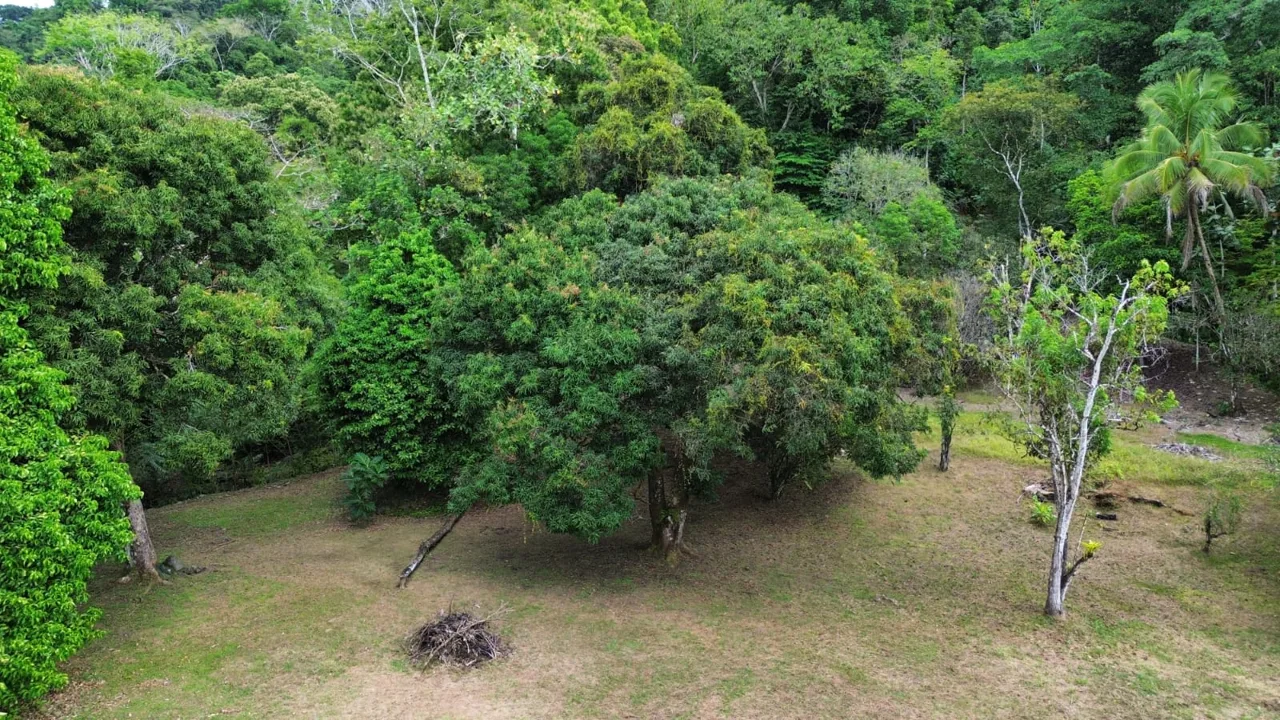 Strategic Investment in Purruja: 45 Acres with Ocean Views, photo 6
