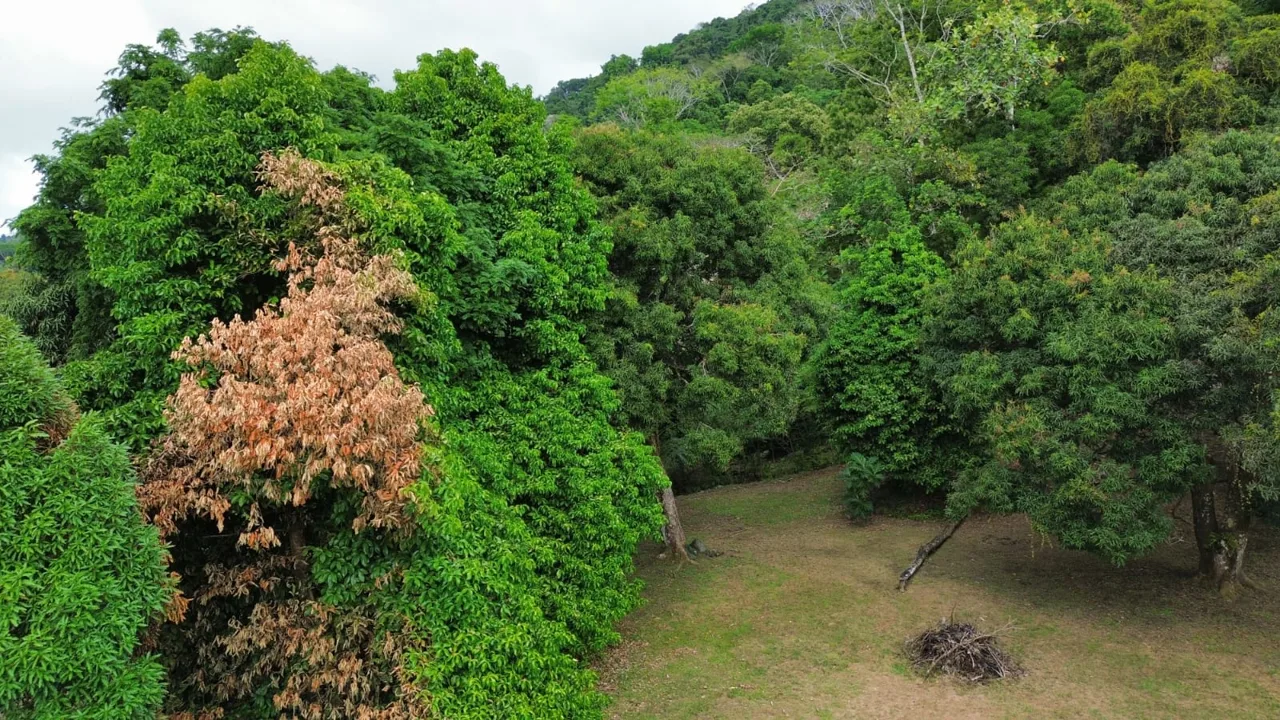 Strategic Investment in Purruja: 45 Acres with Ocean Views, photo 7
