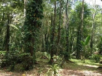 Lotes Titulados en Puerto Vargas — Servicios Listos: Agua Pública y Energía Subterránea, photo 3