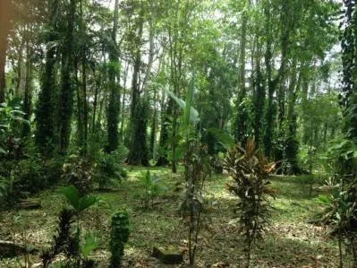 Lotes Titulados en Puerto Vargas — Servicios Listos: Agua Pública y Energía Subterránea, photo 4