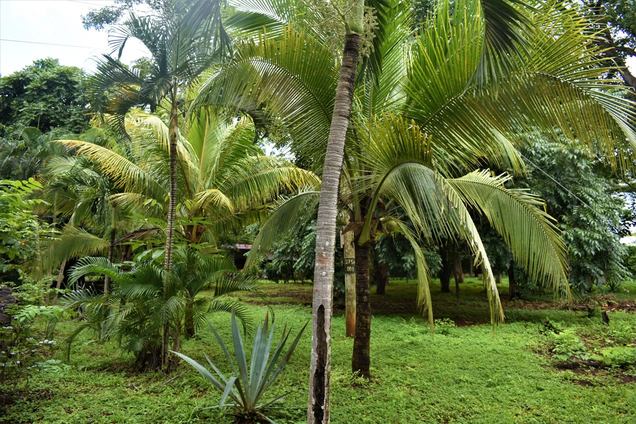 Prime Commercial & Residential Lot in Playa Negra – Unique Investment Opportunity