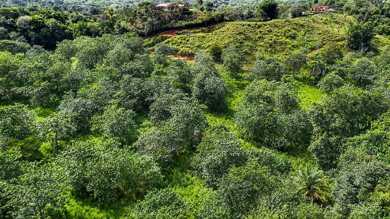 PROPERTY WITH RIVER, FRUIT TREES, AND MOUNTAIN VIEWS, IN OJOCHAL – 22 ACRES, photo 14