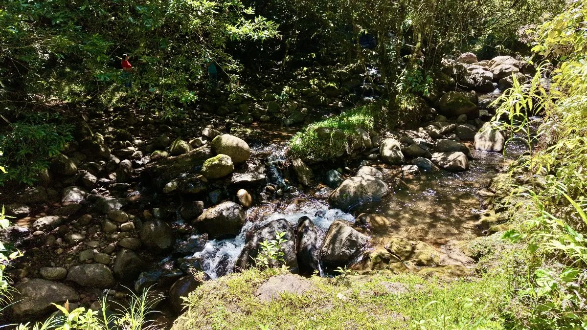 VENTA DE REFUGIO NATURAL DE 3.2 HA EN LAS FALDAS DEL CHIRRIPO, MIRAFLORES, PEREZ ZELEDON - Venta en Pérez Zeledón, photo 3