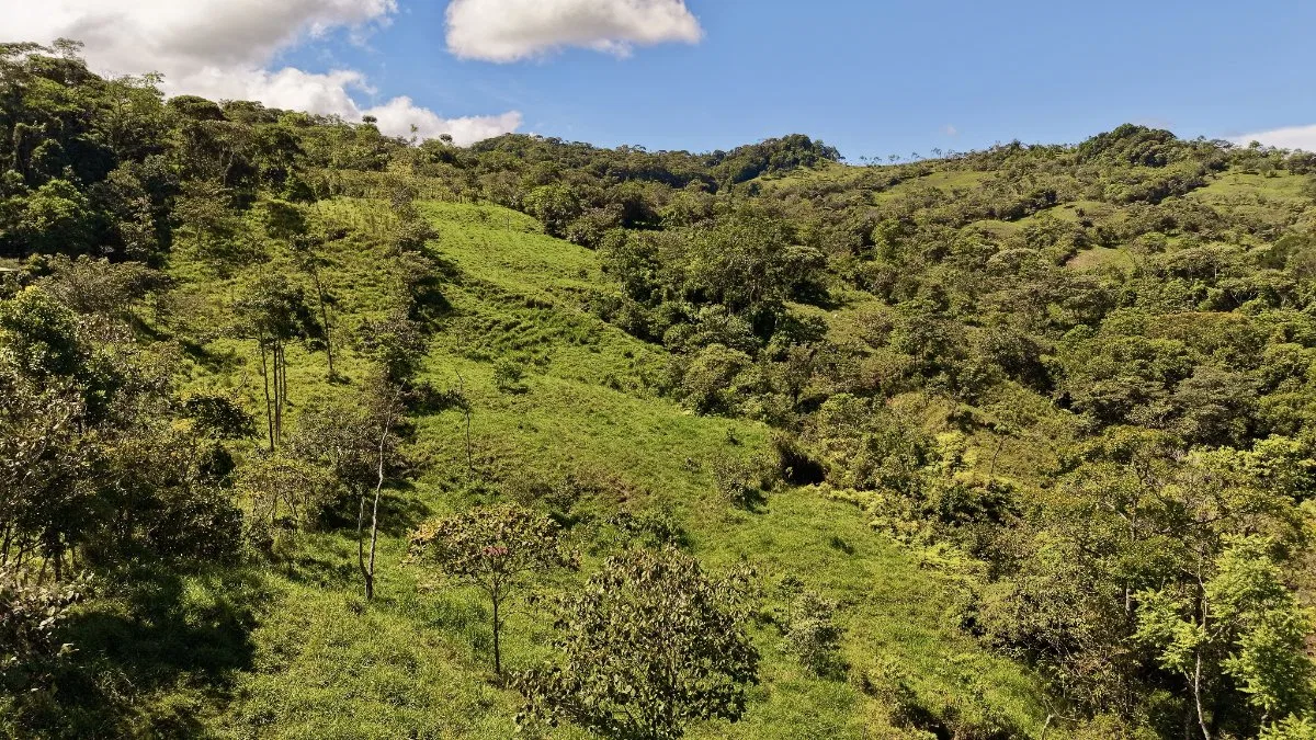 VENTA DE REFUGIO NATURAL DE 3.2 HA EN LAS FALDAS DEL CHIRRIPO, MIRAFLORES, PEREZ ZELEDON - Venta en Pérez Zeledón, photo 5