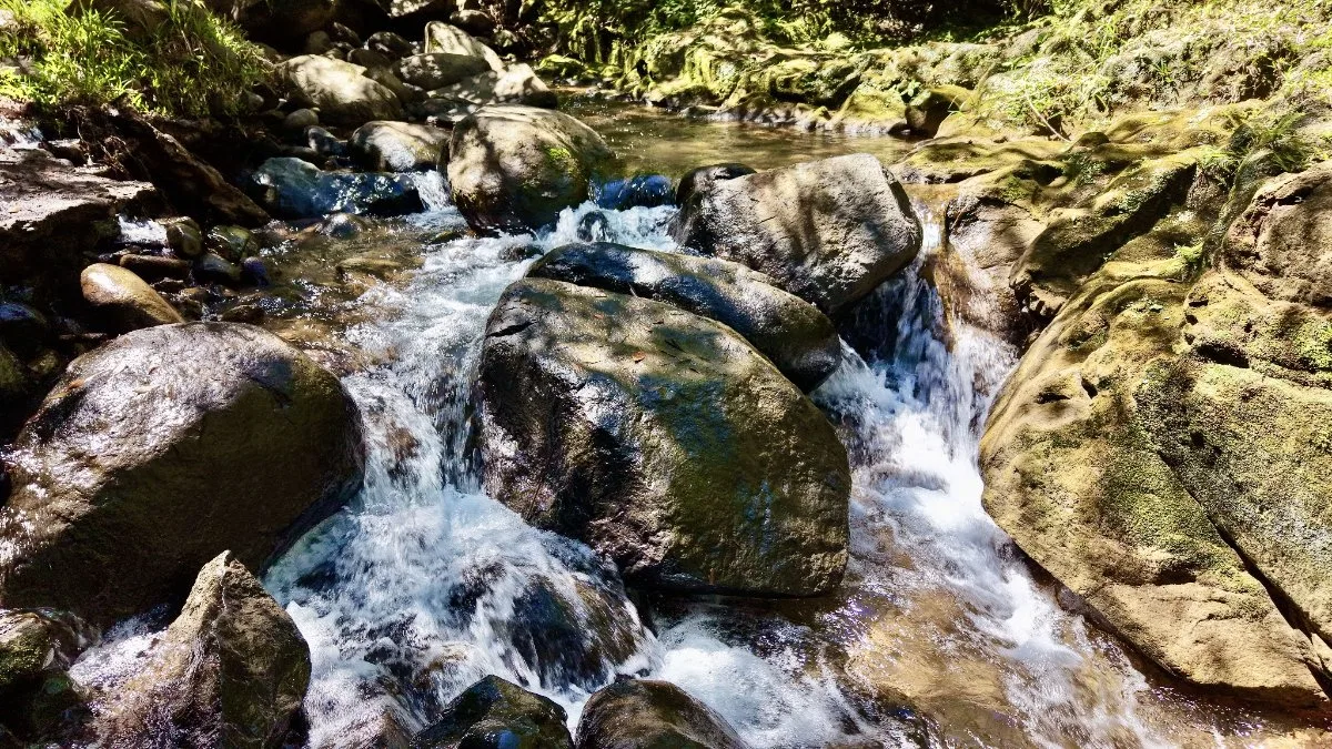 VENTA DE REFUGIO NATURAL DE 3.2 HA EN LAS FALDAS DEL CHIRRIPO, MIRAFLORES, PEREZ ZELEDON - Venta en Pérez Zeledón, photo 7