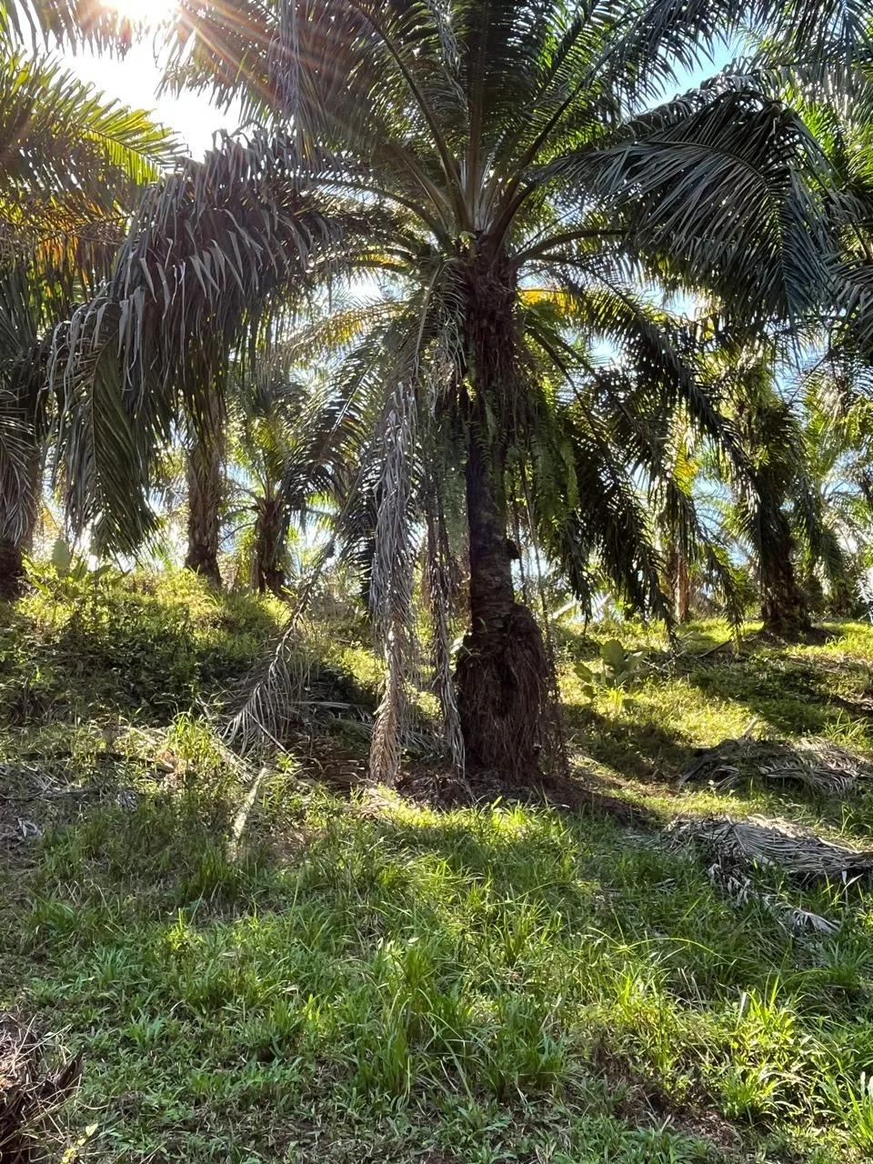 Farm for the development of a self-sustaining community., photo 3