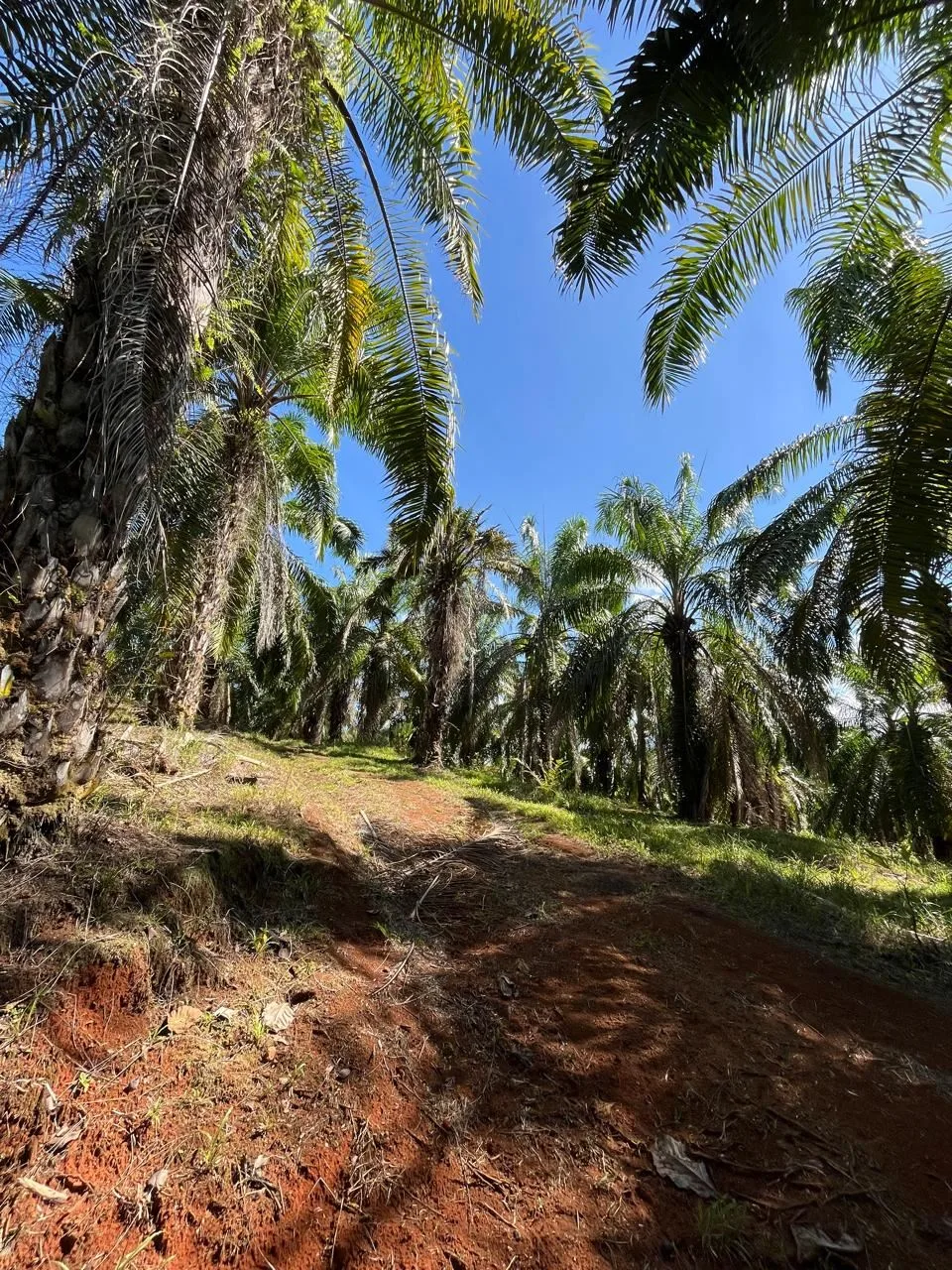 Farm for the development of a self-sustaining community., photo 5