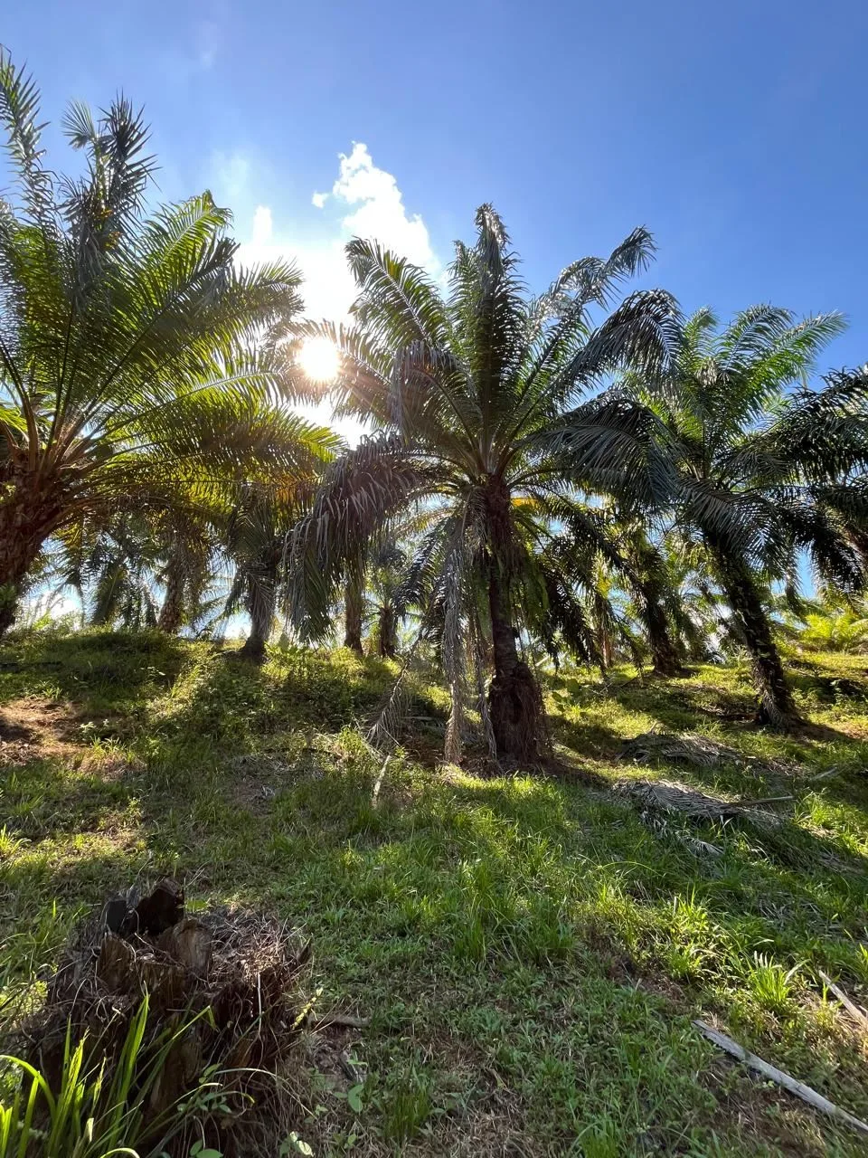 Farm for the development of a self-sustaining community., photo 6