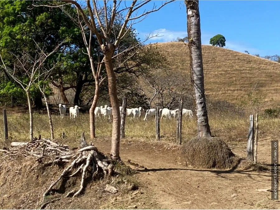 ​​​​​​​Venta Finca Ganadera 225 ha en Belén de Nicoya, Guanacaste