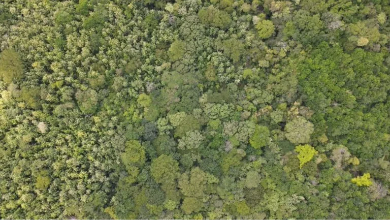 First Time Listed! Playa Avellanas Costa Rica Ocean View Development Land for Sale. Water and Land letter in Place. A Developer Dream!