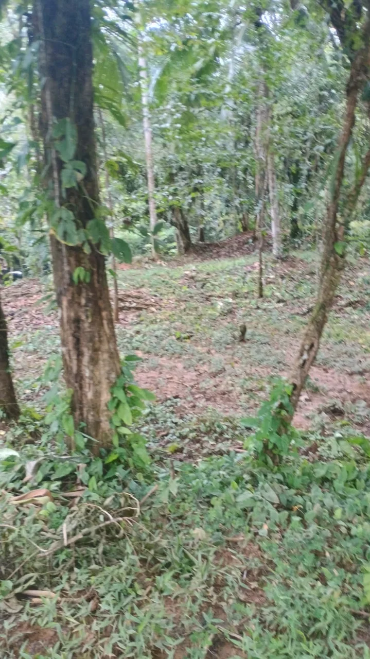 17 ACRES PROPERTY WITH WATERFALL ACCESS, photo 5