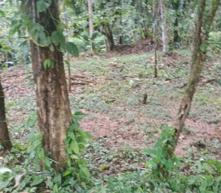 17 ACRES PROPERTY WITH WATERFALL ACCESS, photo 6