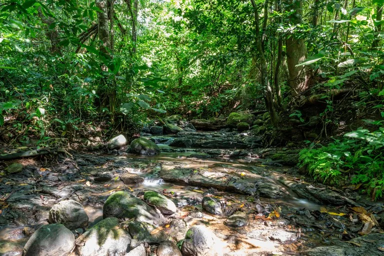 Surfers Paradise! Two Usable Lots for Building in Playa Hermosa Near Uvita!!: Mountain Home Construction Site For Sale in Playa Hermosa, photo 2