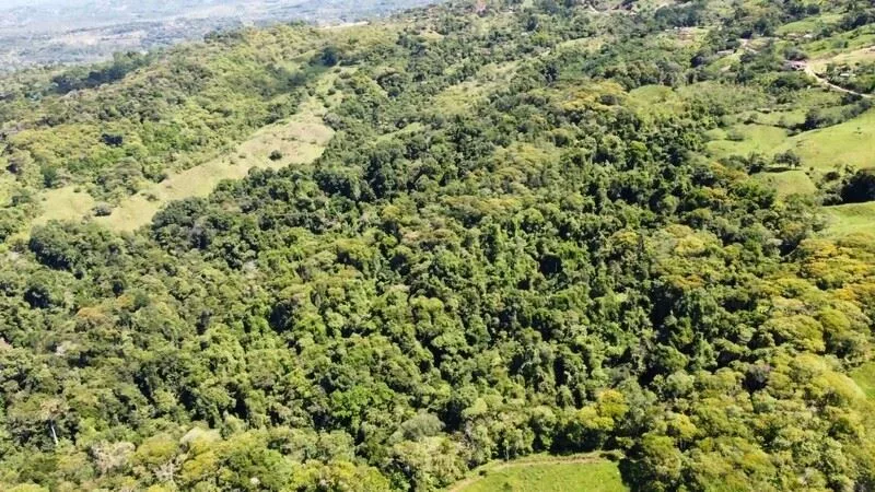 Stunning Land for Sale in La Linda Arriba, General Viejo, Costa Rica – Nature, Privacy, and Potential, photo 11