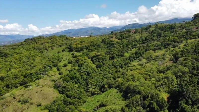Stunning Land for Sale in La Linda Arriba, General Viejo, Costa Rica – Nature, Privacy, and Potential, photo 12