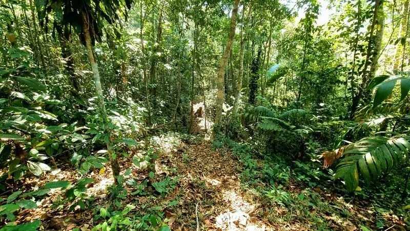 Stunning Land for Sale in La Linda Arriba, General Viejo, Costa Rica – Nature, Privacy, and Potential, photo 14