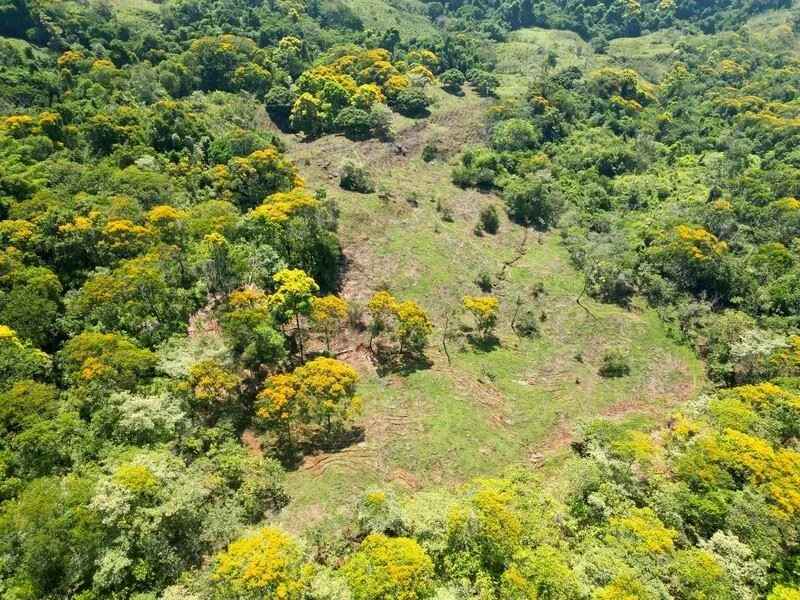 Stunning Land for Sale in La Linda Arriba, General Viejo, Costa Rica – Nature, Privacy, and Potential, photo 6
