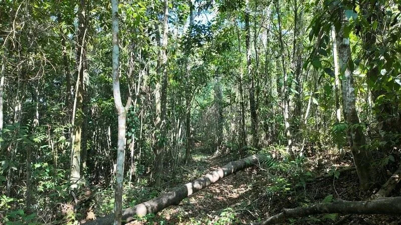 Stunning Land for Sale in La Linda Arriba, General Viejo, Costa Rica – Nature, Privacy, and Potential, photo 8