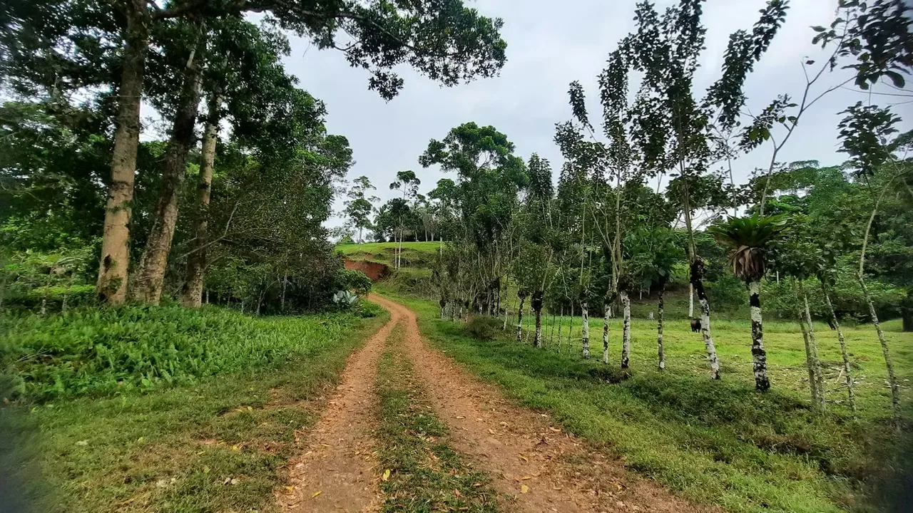 Ubicada a tan solo 15 minutos del centro de Guatuso, esta hermosa finca combina una ubicación estratégica con condiciones excepcionales para cultivo, reforestación o desarrollo de ..., photo 11