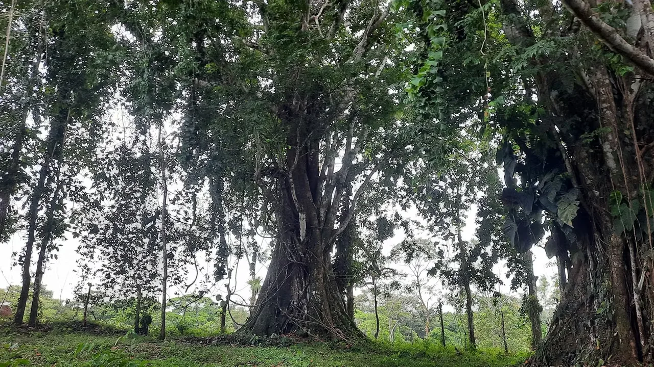 Ubicada a tan solo 15 minutos del centro de Guatuso, esta hermosa finca combina una ubicación estratégica con condiciones excepcionales para cultivo, reforestación o desarrollo de ..., photo 8