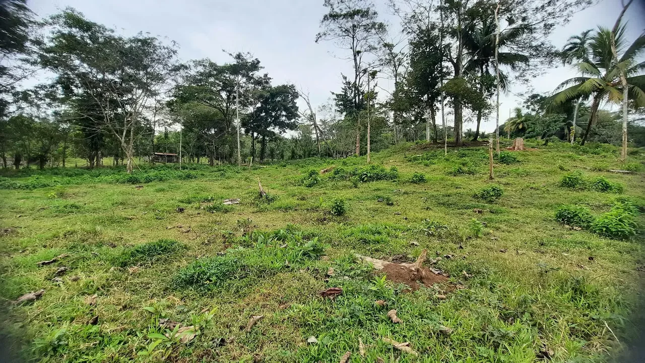 Ubicada a tan solo 15 minutos del centro de Guatuso, esta hermosa finca combina una ubicación estratégica con condiciones excepcionales para cultivo, reforestación o desarrollo de ..., photo 9