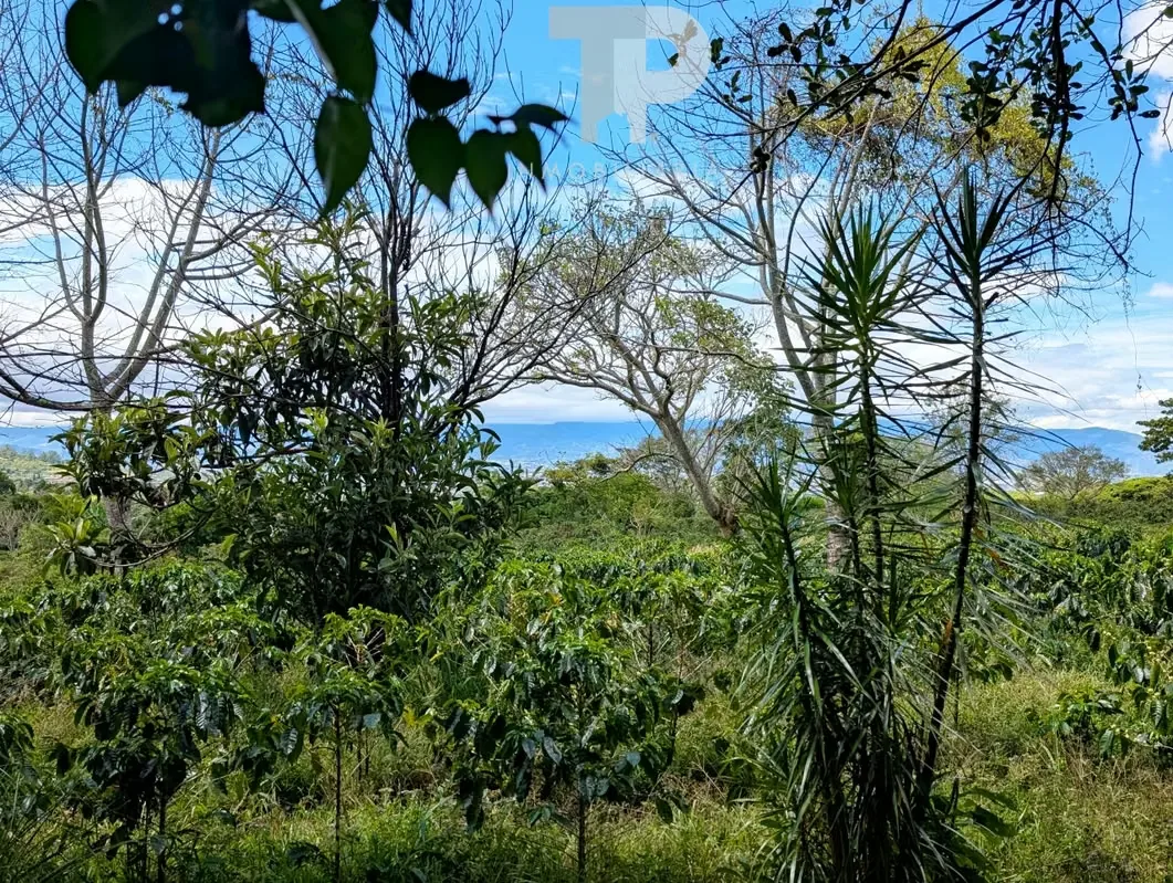 FOR SALE FARM IN BIRRÍ, SANTA BÁRBARA, HEREDIA ZSP3, photo 14
