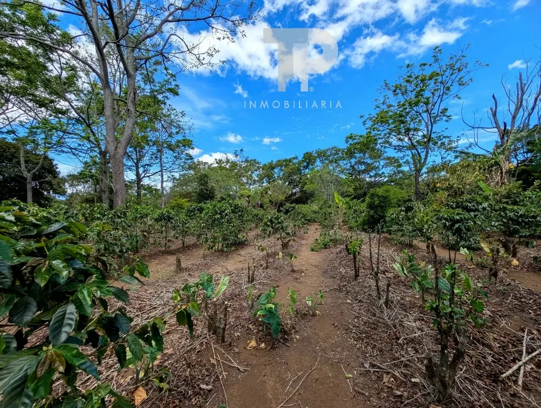 FOR SALE FARM IN BIRRÍ, SANTA BÁRBARA, HEREDIA ZSP3, photo 15