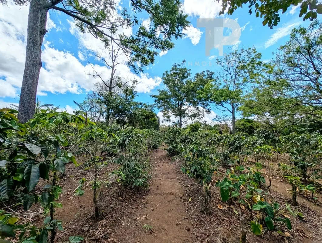 FOR SALE FARM IN BIRRÍ, SANTA BÁRBARA, HEREDIA ZSP3, photo 8