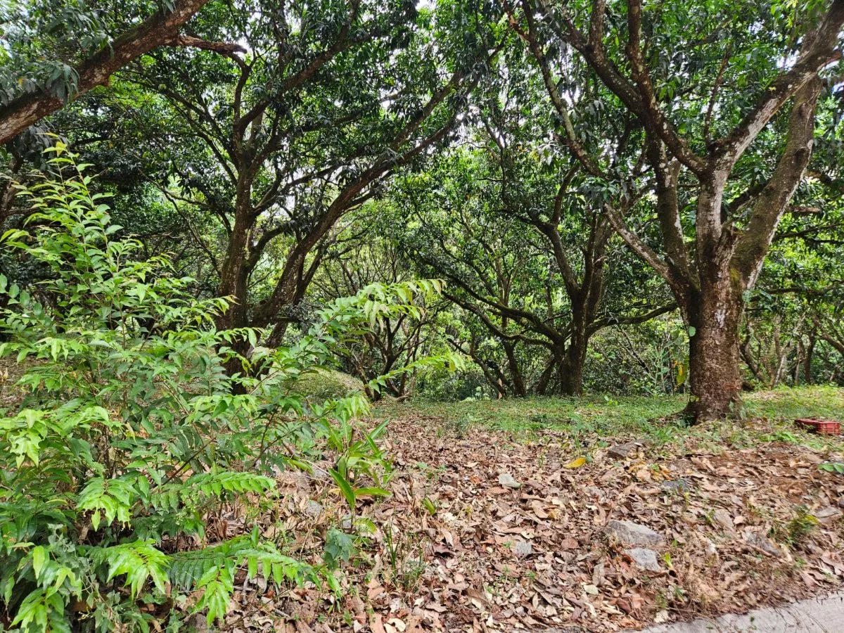 Lote tipo Quinta cerca del centro de San Pablo Turrubares Propiedades a 10 min de Ruta 27, con todos los servicios  - Venta en Turrubares, photo 11