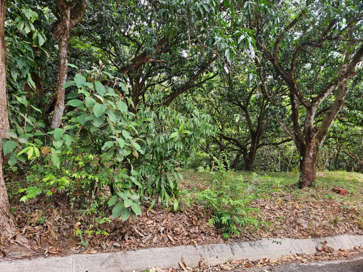 Lote tipo Quinta cerca del centro de San Pablo Turrubares Propiedades a 10 min de Ruta 27, con todos los servicios  - Venta en Turrubares, photo 12