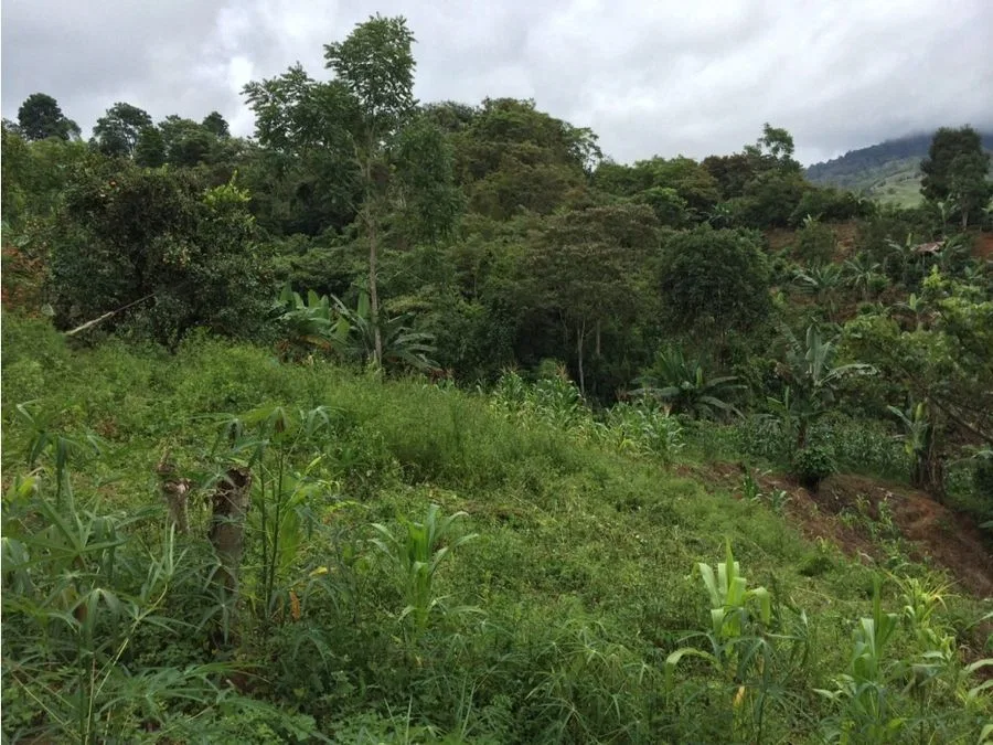 Lote en venta en Pérez Zeledón, Quebradas, photo 3