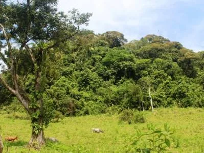 Beautiful 72 Acre Farm In Uvita With Waterfalls And Ocean Views, photo 2