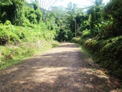 Beautiful 72 Acre Farm In Uvita With Waterfalls And Ocean Views, photo 4