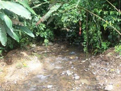 Beautiful 72 Acre Farm In Uvita With Waterfalls And Ocean Views, photo 5