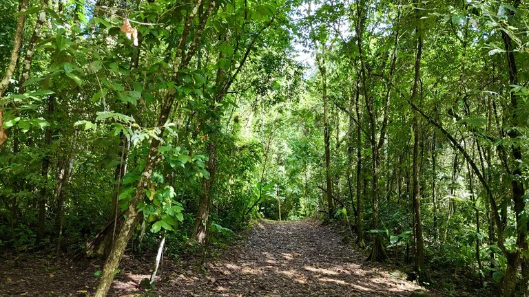MOUNTAIN BUILDING PROPERTY WITH A CREEK, IN SAN JOSECITO – 5.9 ACRES, photo 25