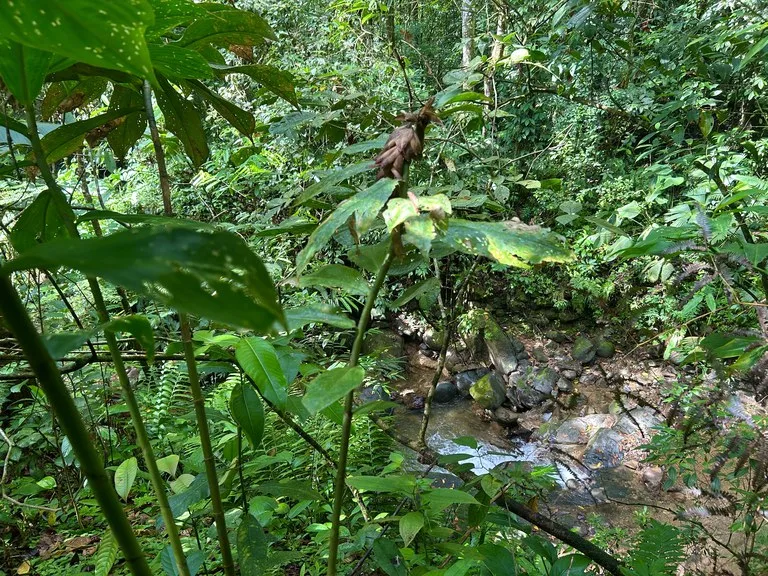 MOUNTAIN BUILDING PROPERTY WITH A CREEK, IN SAN JOSECITO – 5.9 ACRES, photo 28